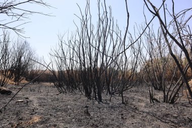 Bitki örtüsünün siyah ve hüzünlü görüntüsü ve bir ateşin ardından yanmış toprak.