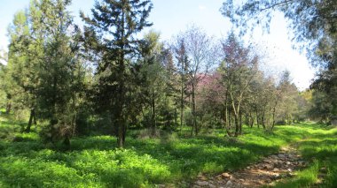 Yeşil ağaçlı bir ormanın pastoral görüntüsü, bir patika ve yeşil bitki örtüsü, masaüstü arka planı, ekran koruyucu