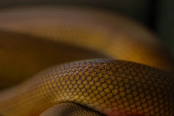 Hermosa Textura Colorida Una Serpiente Venenosa — Foto de Stock