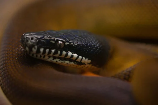 Hermosa Textura Colorida Una Serpiente Venenosa — Foto de Stock
