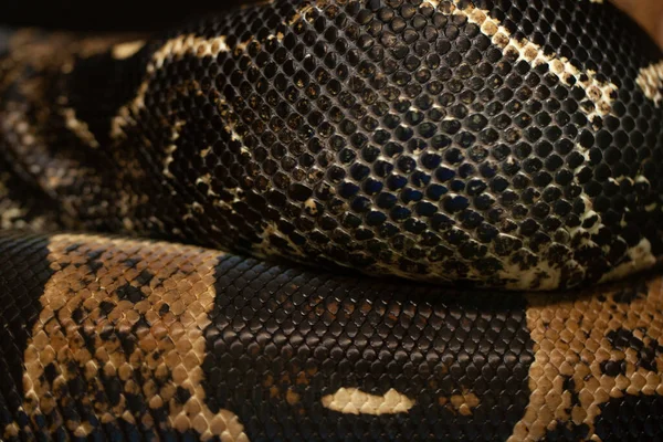 Bela Textura Colorida Uma Cobra Venenosa — Fotografia de Stock