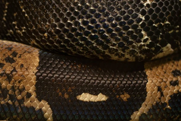 Bela Textura Colorida Uma Cobra Venenosa — Fotografia de Stock
