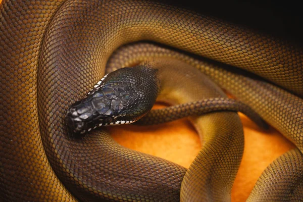 Bela Textura Colorida Uma Cobra Venenosa — Fotografia de Stock