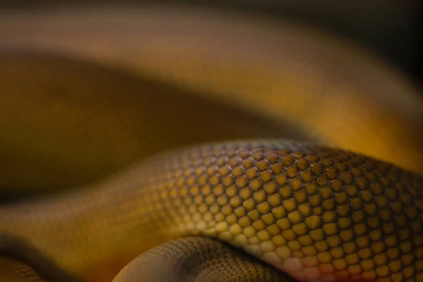Egy Mérgező Kígyó Gyönyörű Színes Textúrája Stock Fotó
