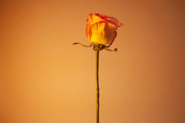 Zayıfların icabına bak. Kötülüğe karşı ilahi koruma.