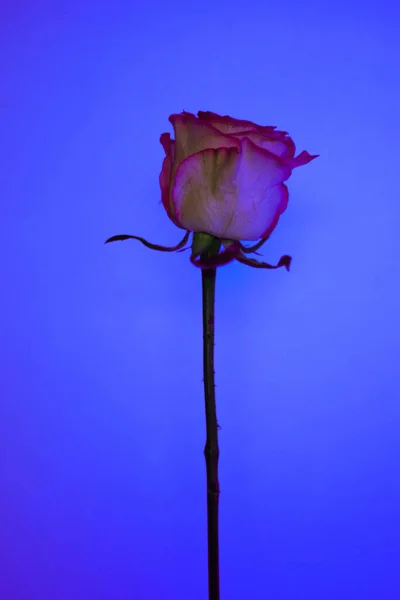 Rose Blue Background Fire — Stock Photo, Image