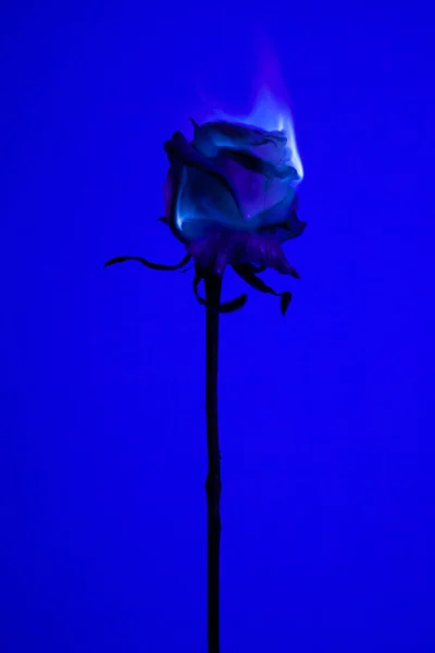 Rose Blue Background Fire — Stock Photo, Image