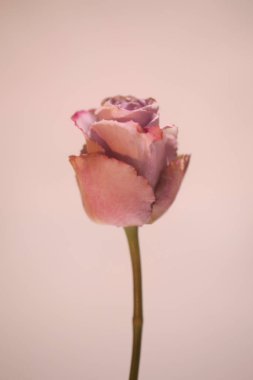 Zarif bir gülün güzel bir fotoğrafı.