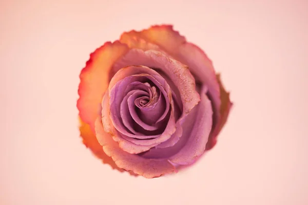 Beautiful Photograph One Elegant Rose — Stock Photo, Image