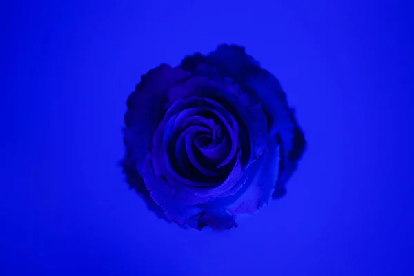 Beautiful Photograph One Elegant Rose — Stock Photo, Image