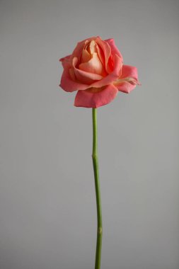 Gri arka planda güzel güller.