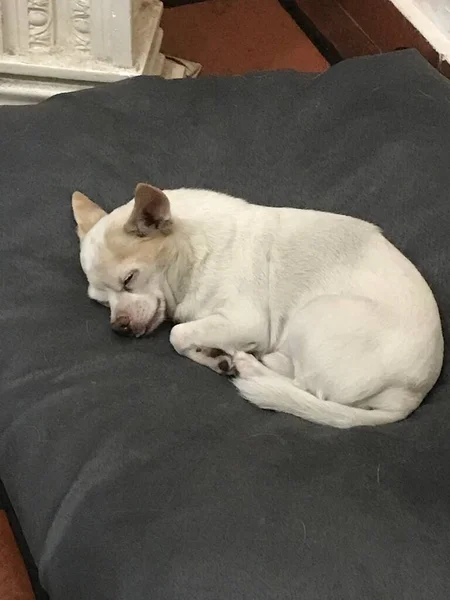 Chihuahua Blanco Durmiendo Colchon — Stockfoto