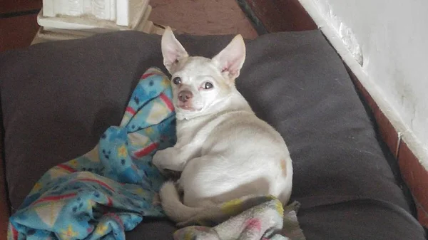 Chihuahua Blanco Acostado Colchon Mirando Camara —  Fotos de Stock