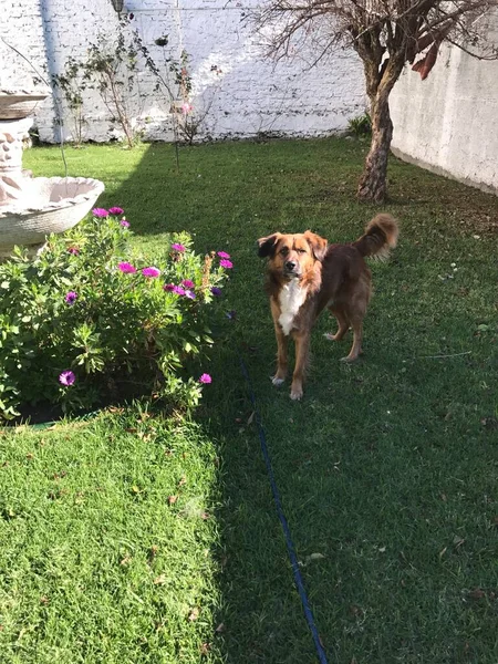 Perro Mediano Marron Blanco Jardin Mirando Camara — Stockfoto