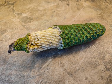 Exotic Madeira fruit Monstera Deliciosa, also called ananas banana
