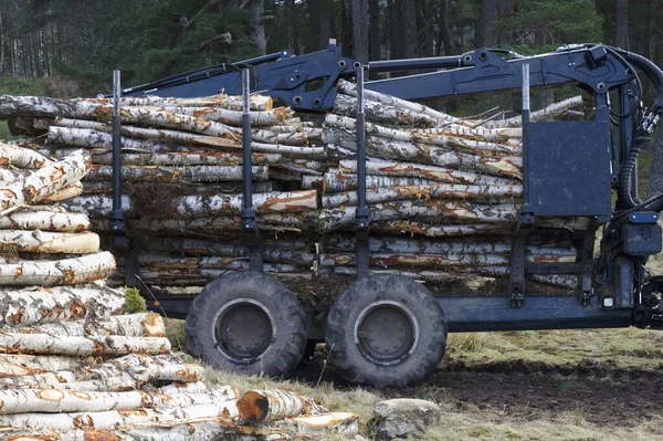 Sekané dřevo klády na prodej skladované v lese s nákladním automobilem v pozadí — Stock fotografie