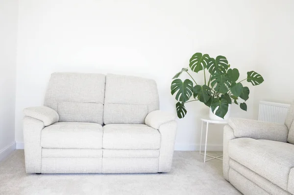 Monstera planta verde em vaso branco em casa decoração neutra — Fotografia de Stock