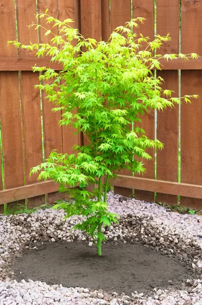 Maple tree during planting sequence in house garden — Φωτογραφία Αρχείου