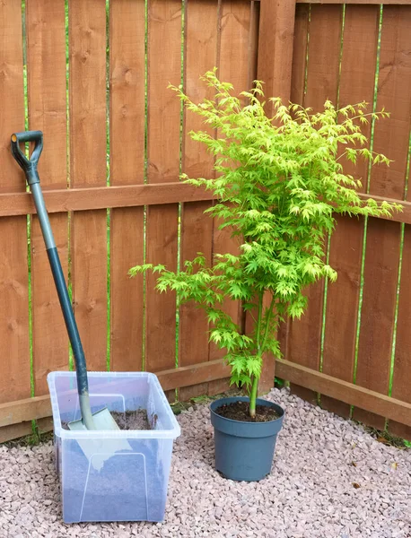 Maple tree during planting sequence in house garden — Φωτογραφία Αρχείου