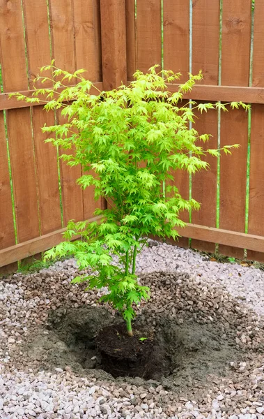 Maple tree during planting sequence in house garden — Φωτογραφία Αρχείου