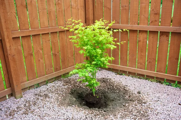 Maple tree during planting sequence in house garden — Φωτογραφία Αρχείου
