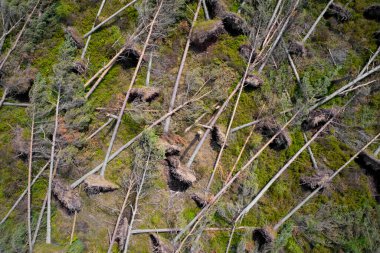 İngiltere 'de biyokütle yakıtı üretmek için İskoçya' da düşen ağaçlar