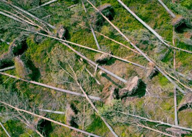 İngiltere 'de biyokütle yakıtı üretmek için İskoçya' da düşen ağaçlar