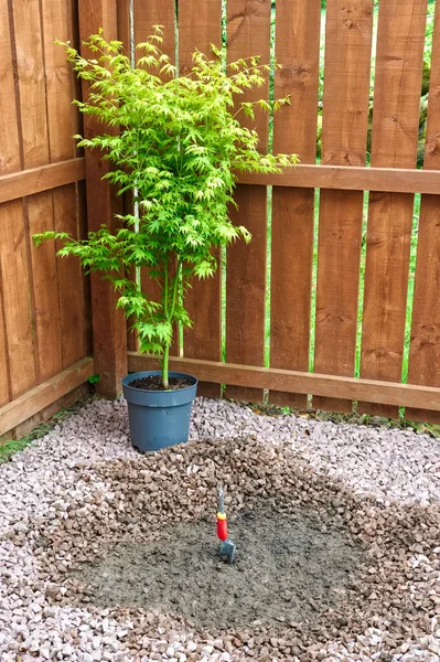 Maple Tree Planting Sequence House Garden — Φωτογραφία Αρχείου