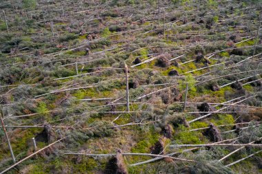 İngiltere 'de biyokütle yakıtı üretmek için İskoçya' da düşen ağaçlar