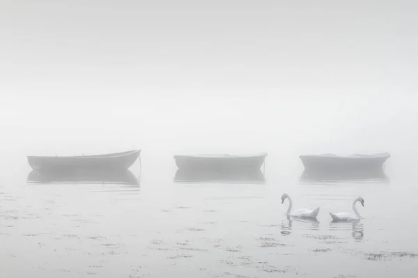 Swans Paddling Lake Early Morning Mist Boats Background — Fotografia de Stock