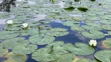 Water lilies during summer on Loch Lomond UK