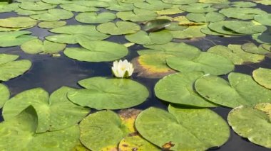 Water lilies during summer on Loch Lomond UK