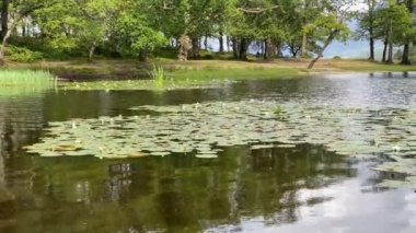 Water lilies during summer on Loch Lomond UK