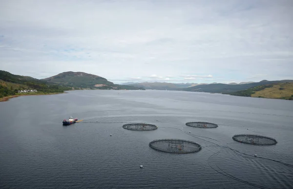 英国Loch Fyne Arygll和Bute Scotland自然环境中的养鱼场鲑鱼圆网 — 图库照片