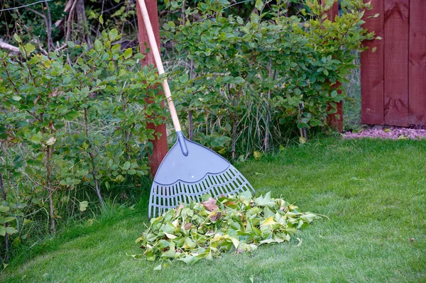 庭の熊手と草の上の木から落ちた葉を掃引英国 — ストック写真