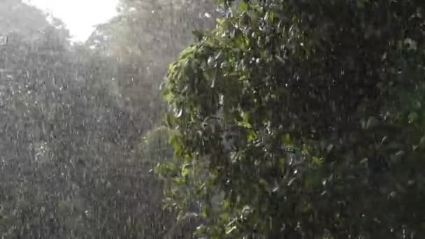 Chuva Chuva Torrencial Tempestade Dia Chuvoso Verão Campo Tempestade Natureza — Vídeo de Stock