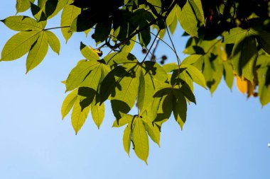 Mavi gökyüzü arka planında yeşil yaprak, Tayland 'da Sarı Pamuk Ağacı olarak da bilinir, Nakhon Nayok, Sara Buri, Buri Ram, Suphan Buri ve Uthai Thani vilayetlerinin eyalet çiçeğidir..