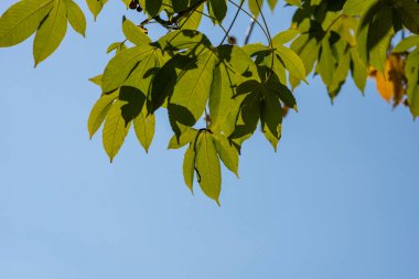 Mavi gökyüzü arka planında yeşil yaprak, Tayland 'da Sarı Pamuk Ağacı olarak da bilinir, Nakhon Nayok, Sara Buri, Buri Ram, Suphan Buri ve Uthai Thani vilayetlerinin eyalet çiçeğidir..