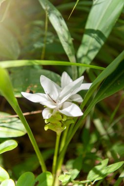 Beyaz çiçek açan Curcuma parviflora çiçeği. görüntü tahıl ve gürültü, bulanık ve yumuşak odak var.