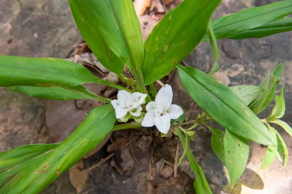 Bílá Kvetoucí Kurkuma Parviflora Obraz Zrní Šum Rozmazání Měkké Ostření — Stock fotografie