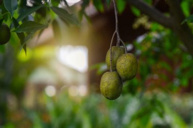 Elaeocarpus hygrophilus ağaçta. görüntü tahıl ve gürültü, bulanık ve yumuşak odak var.