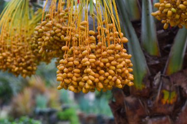Fresh dates from the palm tree Udon thani, thailand. image have grain and noise, blur and soft focus.