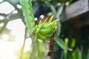 Bitkide yeşil ejder meyvesi, ağaçta çiğ Pitaya meyvesi.