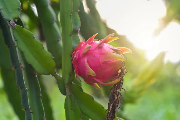 Dragon Fruit Plant Raw Pitaya Fruit Tree Image Have Grain — Stock Photo, Image