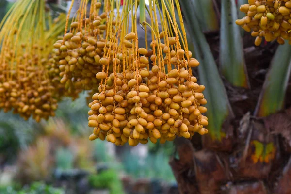 Palmiye ağacından taze hurma, Udon thani, Tayland. görüntü tahıl ve gürültü, bulanık ve yumuşak odak var.