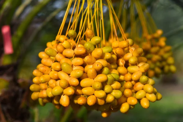 Tanggal Segar Dari Pohon Palem Udon Thani Thailand Stok Lukisan  