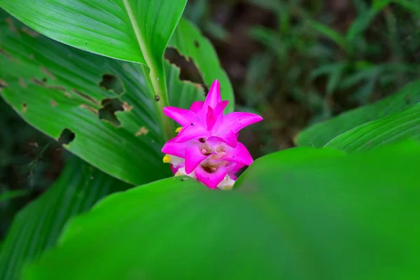 Fioletowy Kwitnący Kwiat Kurkuma Parviflora Obraz Ziarno Szum Rozmycie Miękkie — Zdjęcie stockowe