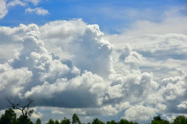 Beautiful Sky Eucalyptus Trees Forest Plantation Wood Image Have Grain — Stok Foto