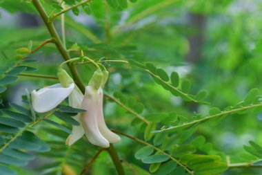 Sebze uğultu kuş Sesban Agasta