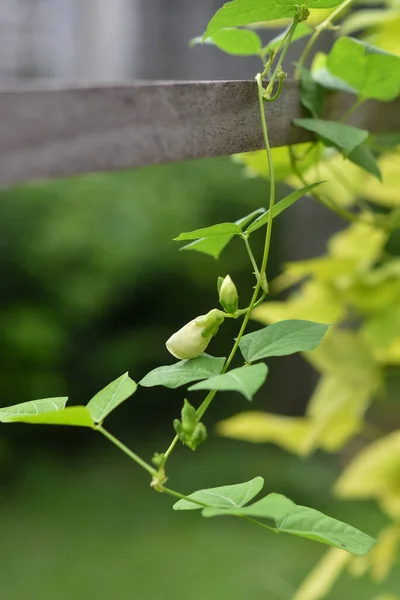 White Flowers Winged Bean Psophocarpus Tetragonolobus Plant Selective Focus Flowers — Photo